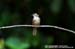 Olive-winged Bulbul