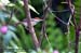 Rufous-tailed Tailorbird