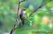 Red-eyed Bulbul