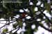 Fiery Minivet