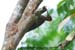 Crimson-winged Woodpecker