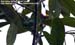 Blue-eared Barbet