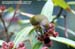 Yellow-breasted Flowerpecker