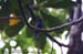 Drongo Cuckoo
