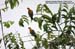 Cinnamon-headed Pigeons
