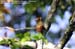 Crimson-winged Woodpecker