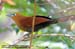 Raffles Malkoha