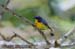 Crimson-breasted Flowerpecker
