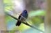 Chestnut-winged Babbler