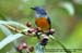 Orange-bellied Flowerpecker