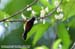 Red-throated Sunbird