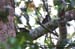 Buff-necked Woodpecker