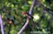 Banded Kingfisher