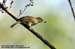 Buff-vented Bulbul