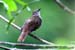 Spectacled Bulbul