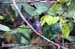 Grey-bellied Bulbul