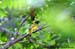 Black-headed Bulbul