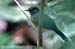 White-rumped Shama