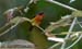 Ruby-cheeked Sunbird