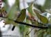 Green Iora