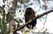 Brown Wood Owl
