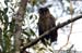 Brown Wood Owl