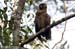 Brown Wood Owl