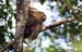 Brown Wood Owl
