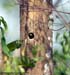 Buff-rumped Woodpecker
