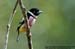 Black-and-yellow Broadbill