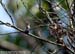 Whiskered Treeswift