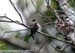 Whiskered Treeswift