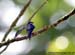 Whiskered Treeswift