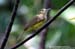 Hairy-backed Bulbul