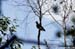 Hill Myna
