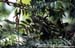Streaked Bulbul