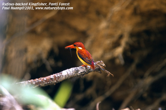 Click to view the next photo

photographer Paul Huang. 