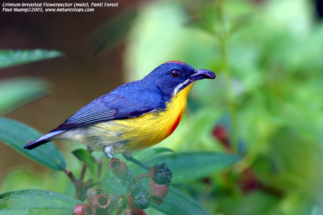 Crimson-breasted Flowerpecker