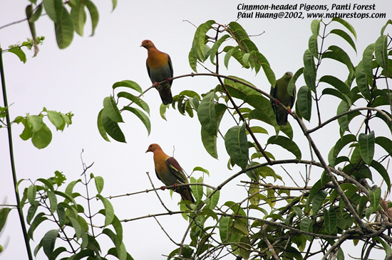 Click to view the next photo

photographer Paul Huang. 