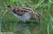 Swinhoe's Snipe