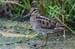 Swinhoe's Snipe