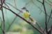 Yellow-bellied Prinia