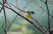 Yellow-bellied Prinia