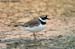Little-ringed Plover