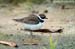 Little-ringed Plover
