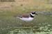 Little-ringed Plover
