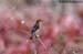 Baya Weaver