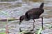 Ruddy-breasted Crake