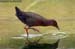 Ruddy-breasted Crake