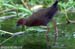 Ruddy-breasted Crake